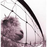 Pearl Jam - Vs.  (Remastered)